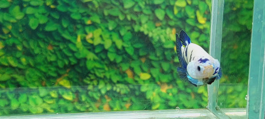 Blue White Marble HMPK Female For Sorority Tank/Breed