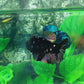 Black Star Copper Gold HMPK Female For Sorority Tank/Breed