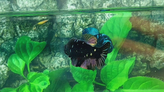 Black Star Copper Gold HMPK Female For Sorority Tank/Breed