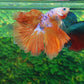 Rosetail Multicolor Candy Galaxy Halfmoon Male