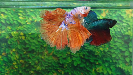 Rosetail Multicolor Candy Galaxy Halfmoon Male