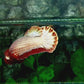 Red Head FCCP HMPK Female For Sorority Tank/Breed