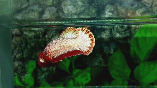 Red Head FCCP HMPK Female For Sorority Tank/Breed