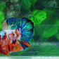 Multicolor Galaxy HMPK Male