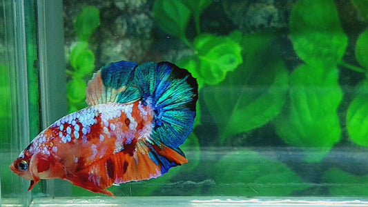 Multicolor Galaxy HMPK Male