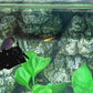 Black Star Copper Gold Purple HMPK Female For Sorority Tank/Breed