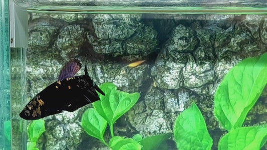 Black Star Copper Gold Purple HMPK Female For Sorority Tank/Breed