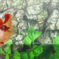 Nemo Koi Halfmoon Female For Sorority Tank/Breed