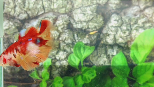 Nemo Koi Halfmoon Female For Sorority Tank/Breed