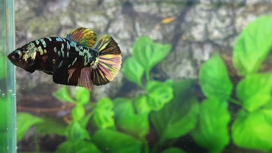 Black Star Copper Gold HMPK Female For Sorority Tank/Breed