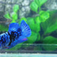 Black Star Blue Avatar Gordon HMPK Female For Sorority Tank/Breed