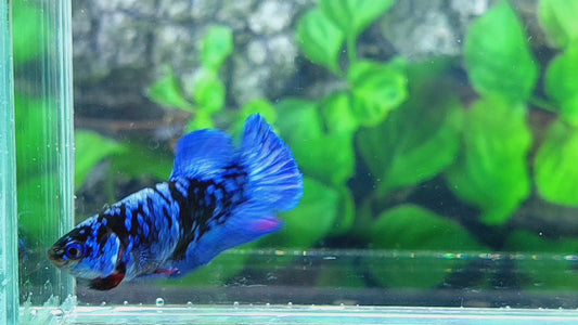 Black Star Blue Avatar Gordon HMPK Female For Sorority Tank/Breed