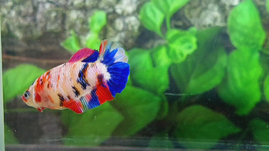 Multicolor Candy Galaxy HMPK Female For Sorority Tank/Breed