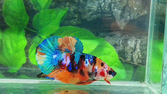 Multicolor Galaxy HMPK Male