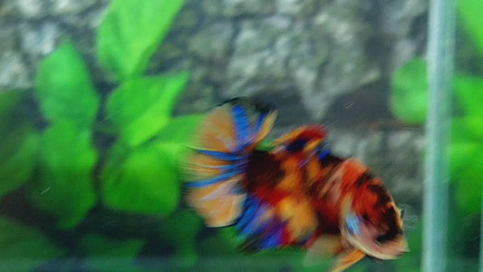 Multicolor Tiger Candy GIANT HMPK Male