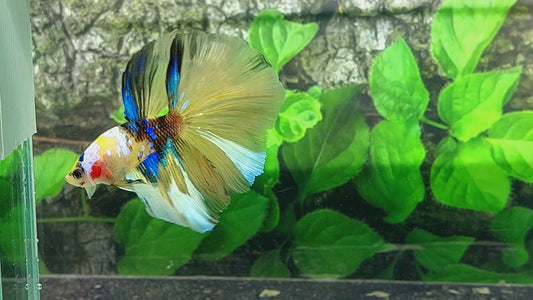 Yellow Blue Koi Galaxy Halfmoon Male