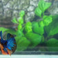 Multicolor Galaxy HMPK Female For Sorority Tank/Breed