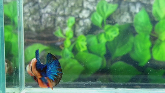 Multicolor Galaxy HMPK Female For Sorority Tank/Breed