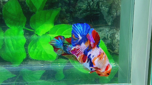 Multicolor Galaxy HMPK Male