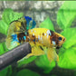 Yellow Galaxy Koi Tiger HMPK Male