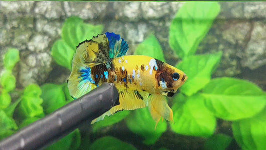 Yellow Galaxy Koi Tiger HMPK Male