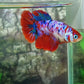 Multicolor Red Galaxy Halfmoon Female For Sorority Tank/Breed