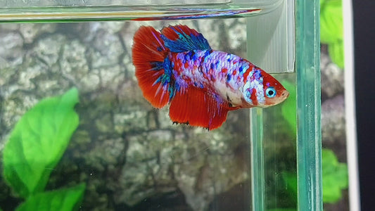 Multicolor Red Galaxy Halfmoon Female For Sorority Tank/Breed