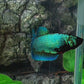 Green HMPK Female For Sorority Tank/Breed