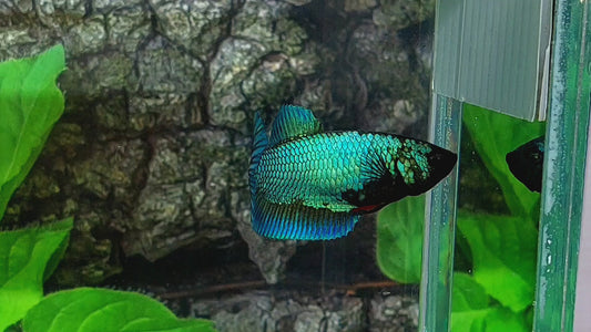 Green HMPK Female For Sorority Tank/Breed