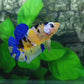 Blue Tiger Yellow Galaxy HMPK Male