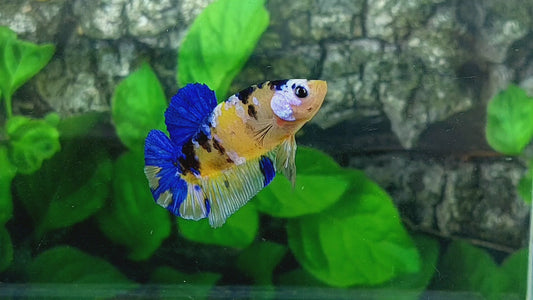 Blue Tiger Yellow Galaxy HMPK Male