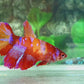 Multicolor Candy Galaxy Halfmoon Female For Sorority Tank/Breed