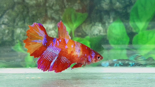 Multicolor Candy Galaxy Halfmoon Female For Sorority Tank/Breed