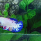 Candy HMPK Female For Sorority Tank/Breed