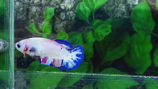 Candy HMPK Female For Sorority Tank/Breed