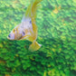 Yellow Pink Koi Galaxy Halfmoon Male