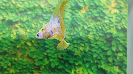 Yellow Pink Koi Galaxy Halfmoon Male