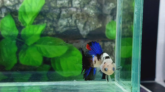 Black Koi Dalmation HMPK Male