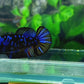 Black Star Blue Avatar Gordon HMPK Female For Sorority Tank/Breed