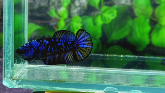 Black Star Blue Avatar Gordon HMPK Female For Sorority Tank/Breed