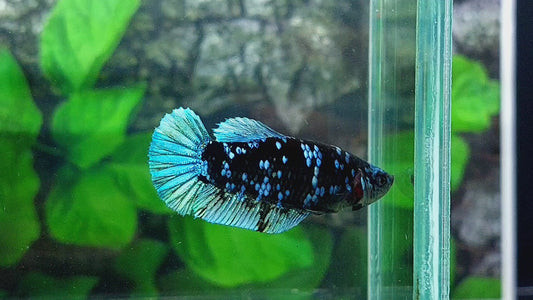 Blackstar Avatar Gordon  HMPK Female For Sorority Tank/Breed