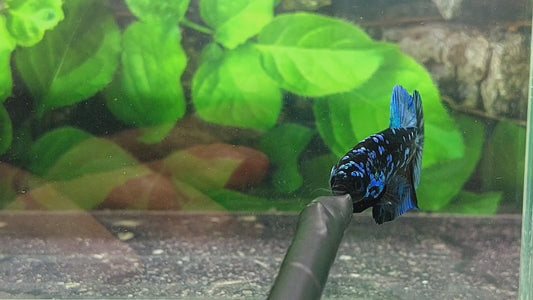 Black Star Avatar Gordon HMPK Male