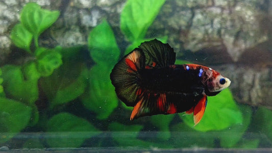 Monkey Face Black Nemo HMPK Male