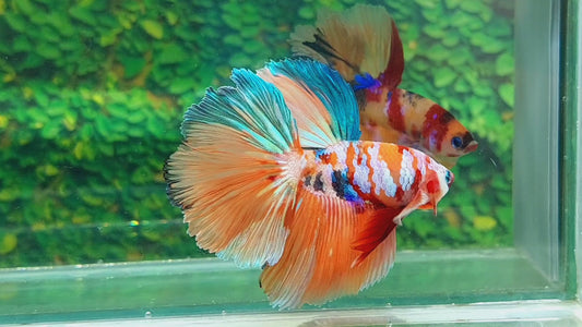 Multicolor Galaxy Halfmoon Male