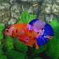 Multicolor Orange Purple Pink Galaxy HMPK Male