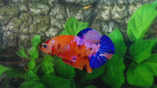 Multicolor Orange Purple Pink Galaxy HMPK Male