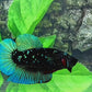 Black Star Green HMPK Male