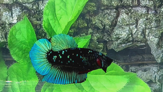 Black Star Green HMPK Male