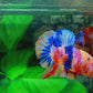 Multicolor Yellowbase Candy HMPK Male