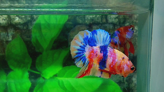 Multicolor Yellowbase Candy HMPK Male